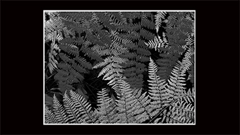 The Richard Philip Soltice Gallery - Ferns in Fall